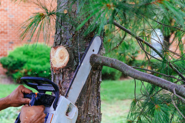 Best Tree Removal Services  in Denair, CA